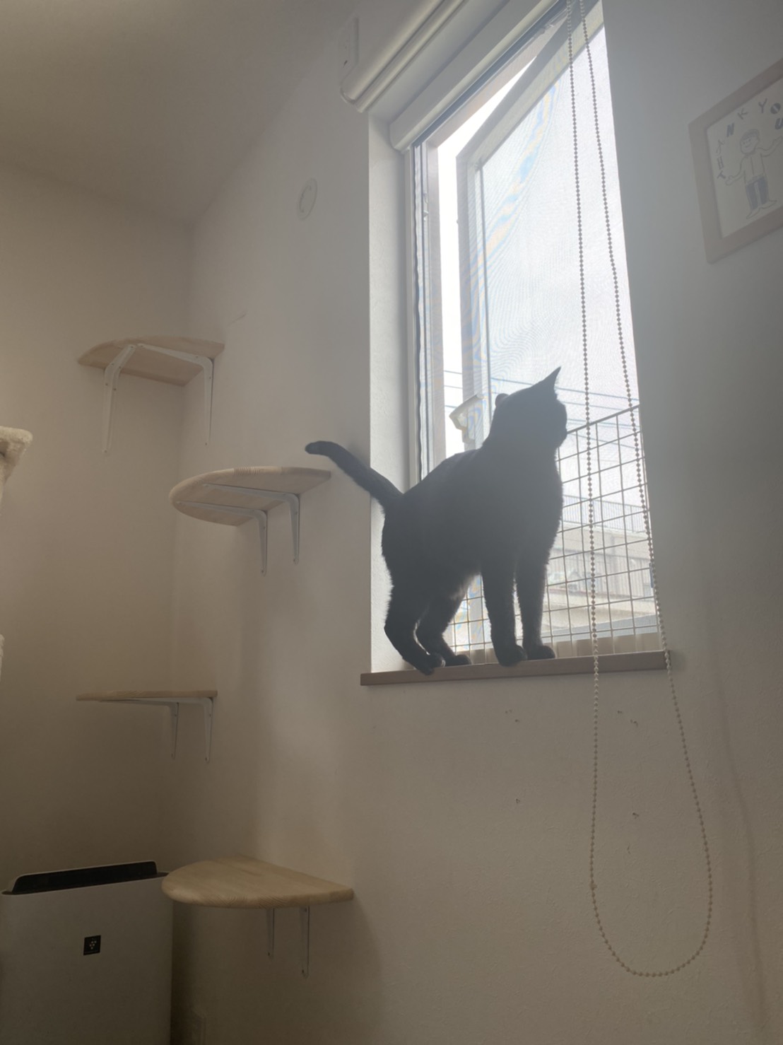 チャリティーブログ2021/3/20（成猫の猫をトライアルしました）